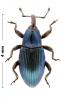 Aulacobaris nivalis